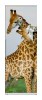Snaige RF36SM-S10021 36-18