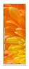 Snaige RF36SM-S10021 36-10